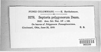 Septoria polygonorum image